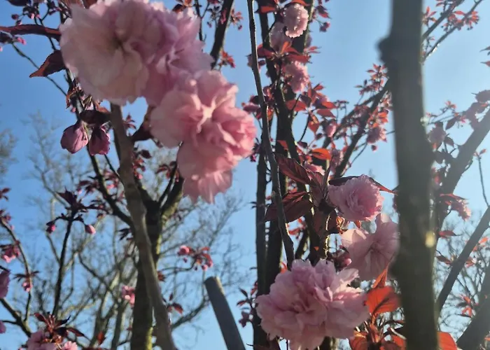 Il Bivio 招待所 3*